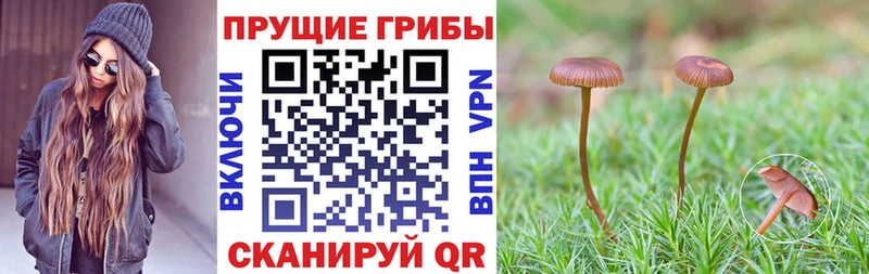 Купить где  Дзержинский  Псилоцибиновые грибы Magic Shrooms 